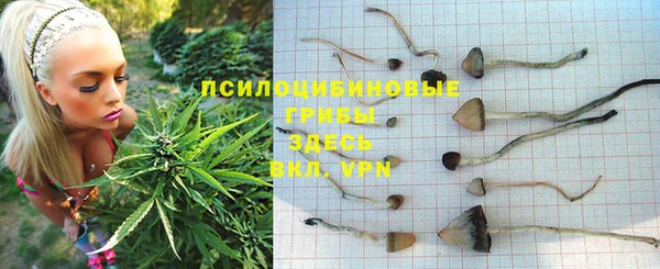 шишки Аркадак